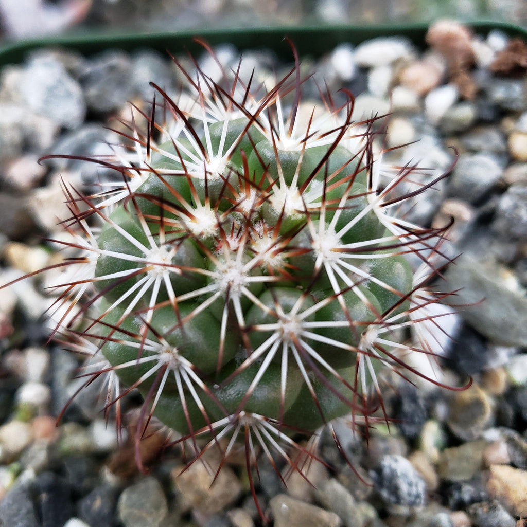 Mammillaria bartschella schumannii