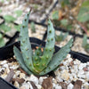 Aloe marlothii