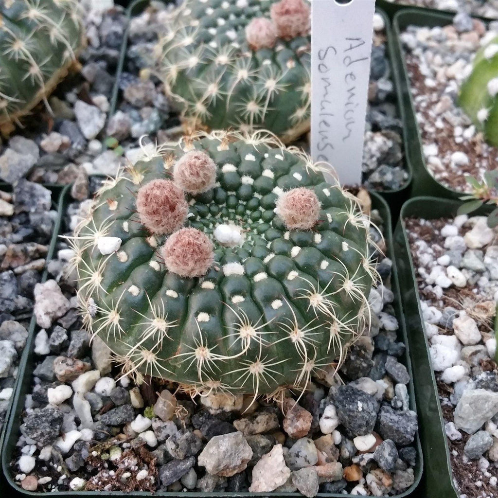 Notocactus concinnus