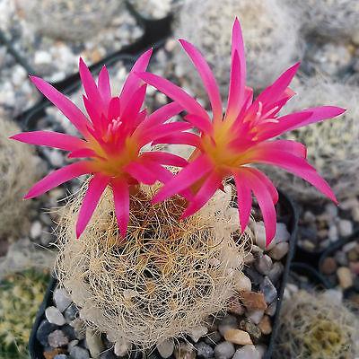 Neoporteria nidus senilis