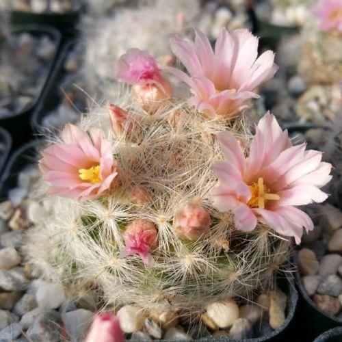 Mammillaria glassii v. ascensionis