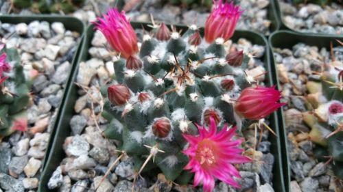 Mammillaria bucareliensis