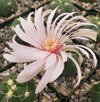 Gymnocalycium buenekeri