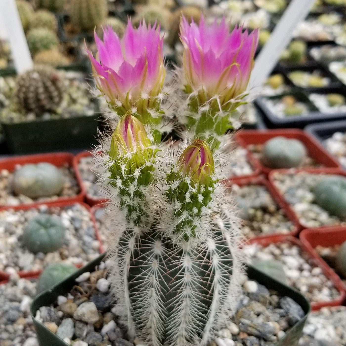 Echinocereus reichenbachii albispinus