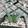 Aloe ramosissima