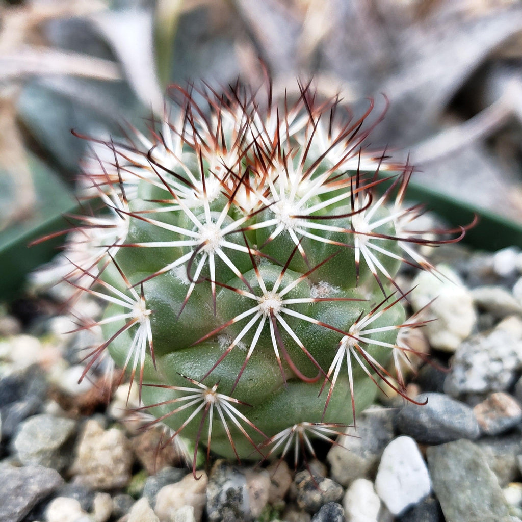 Mammillaria bartschella schumannii