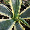 Variegated Century Plant - 6