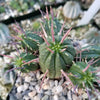 Euphorbia ferox