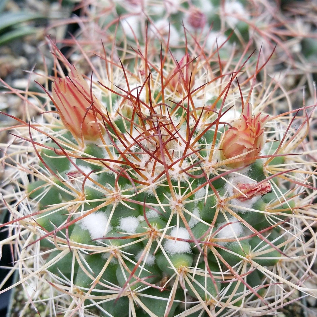 Mammillaria obscura tortulospina
