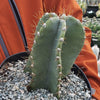 Cereus peruvianus spiralis twist