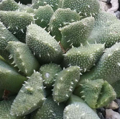 Titanopsis aloinopsis setifera