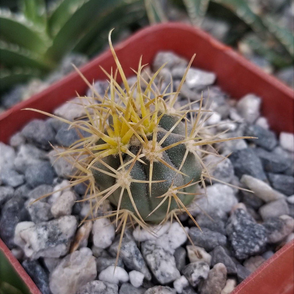 Ferocactus chrysacanthus