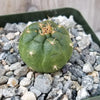 Matucana oreodoxa