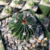 Echinofossulocactus crispatus