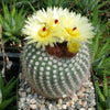 Notocactus or Parodia scopa