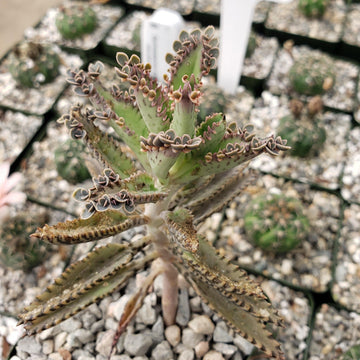 succulent alligator plant Hybrid Mother of Millions ‘Kalanchoe houghtonii’