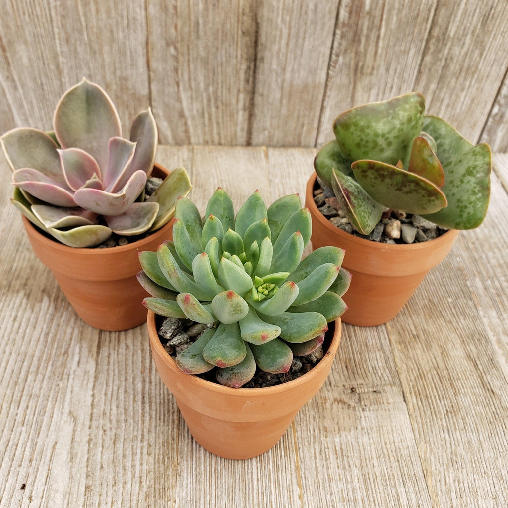 3- 2.5 inch succulents in terracotta pots