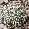 Astrophytum asterias Superkabuto