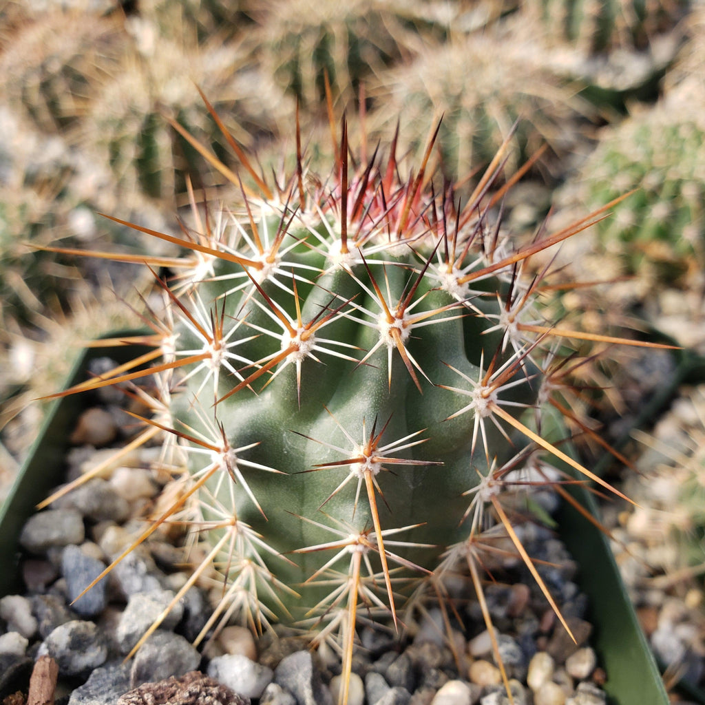 Echinocereus ferreirianus