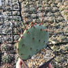 Purple Prickly Pear &