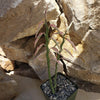 Pedilanthus tithymaloides variegated