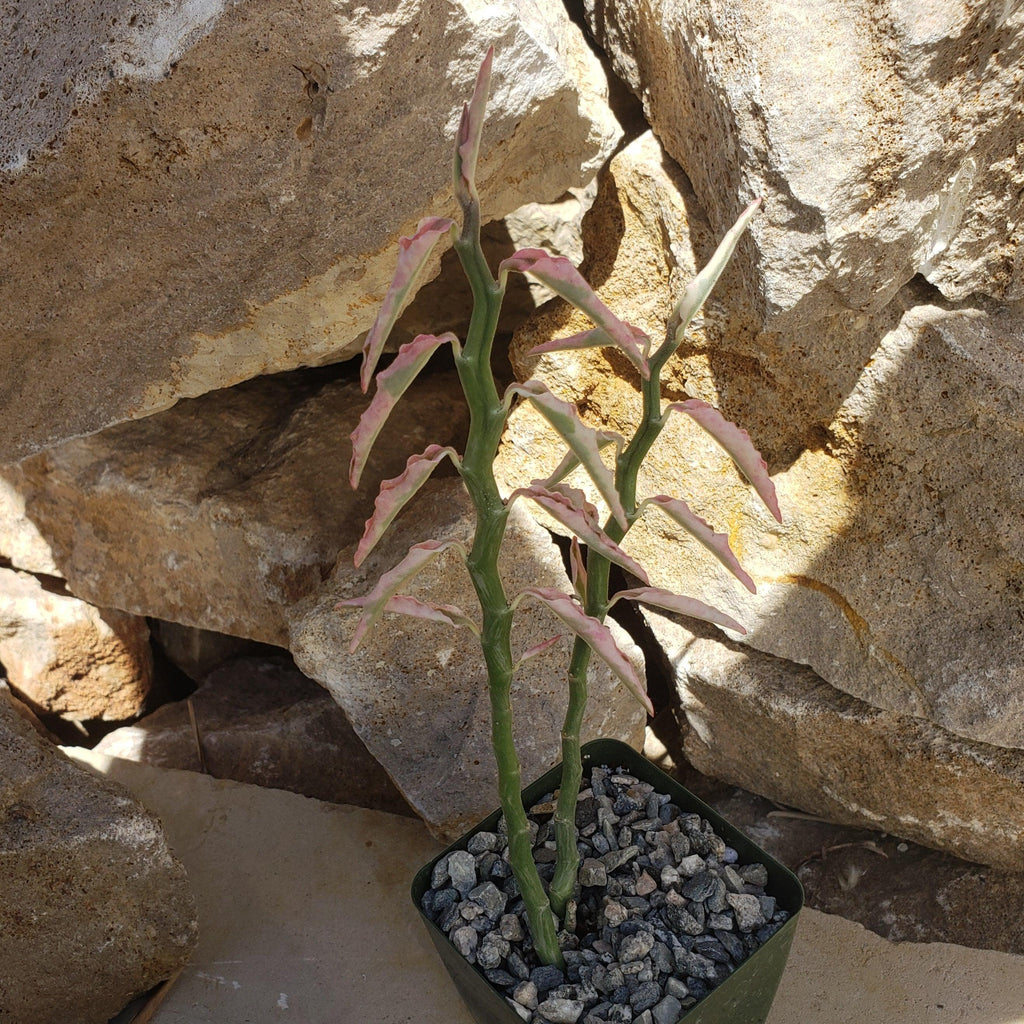 Pedilanthus tithymaloides variegated