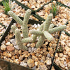 Cylindropuntia ramosissima