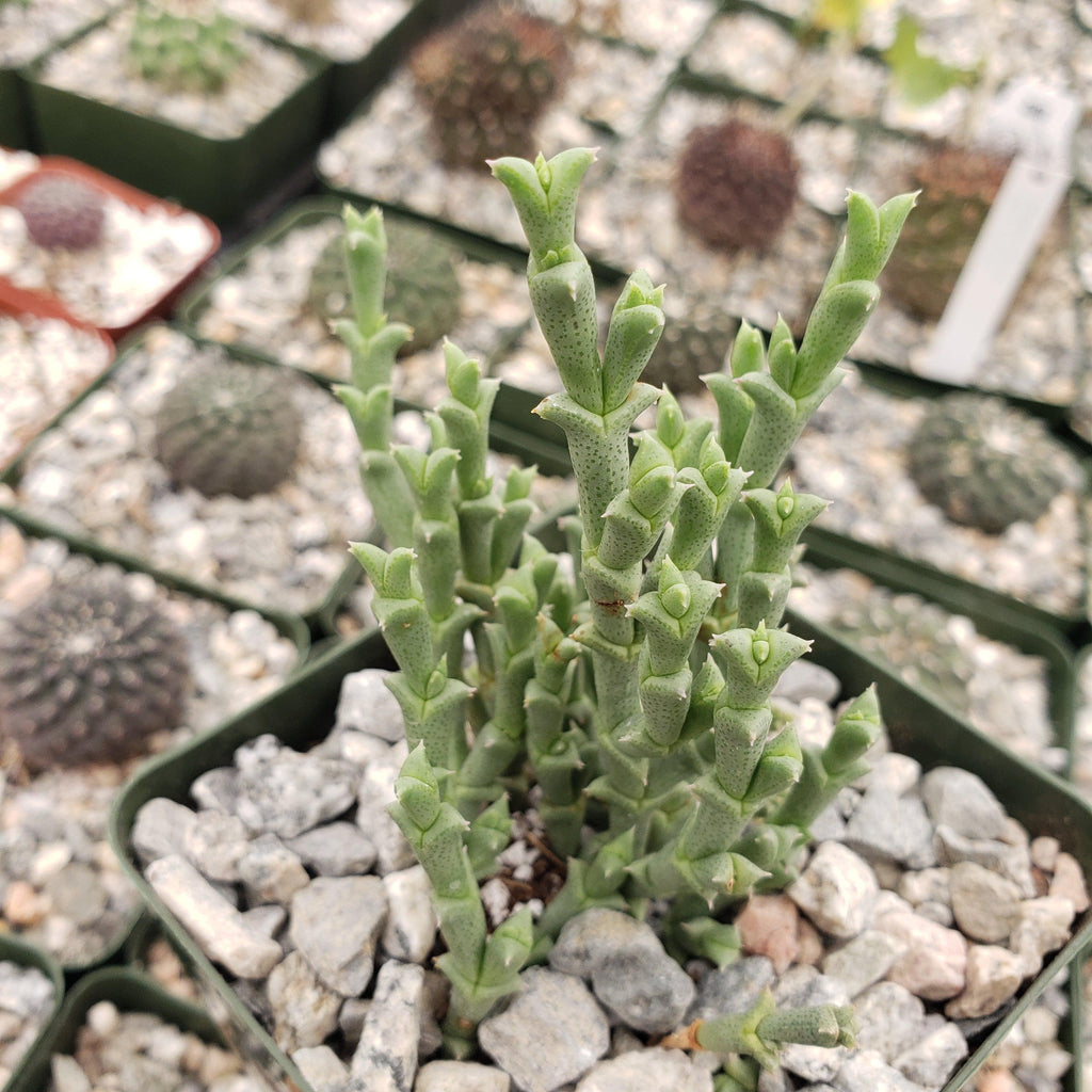 Ruschia perfoliata
