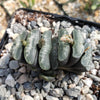 Haworthia Truncata