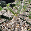 Pachypodium horombense