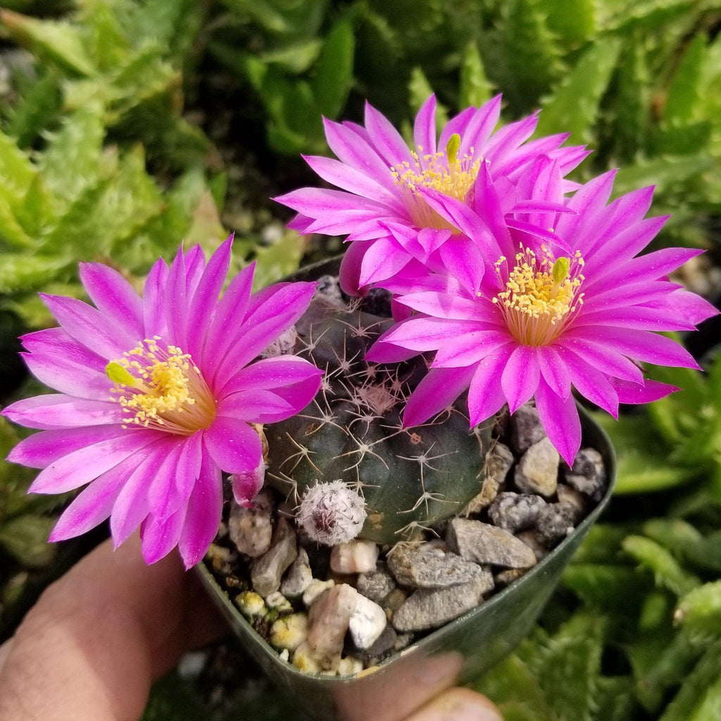 Echinocereus pulchellus weinbergii