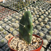 Opuntia quimilo