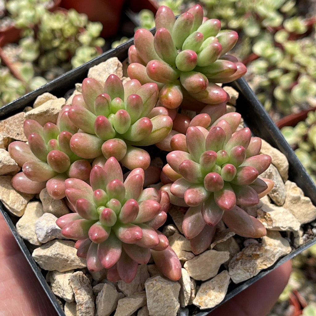 Pink Jellybean Succulent - Sedum rubrotinctum aurora