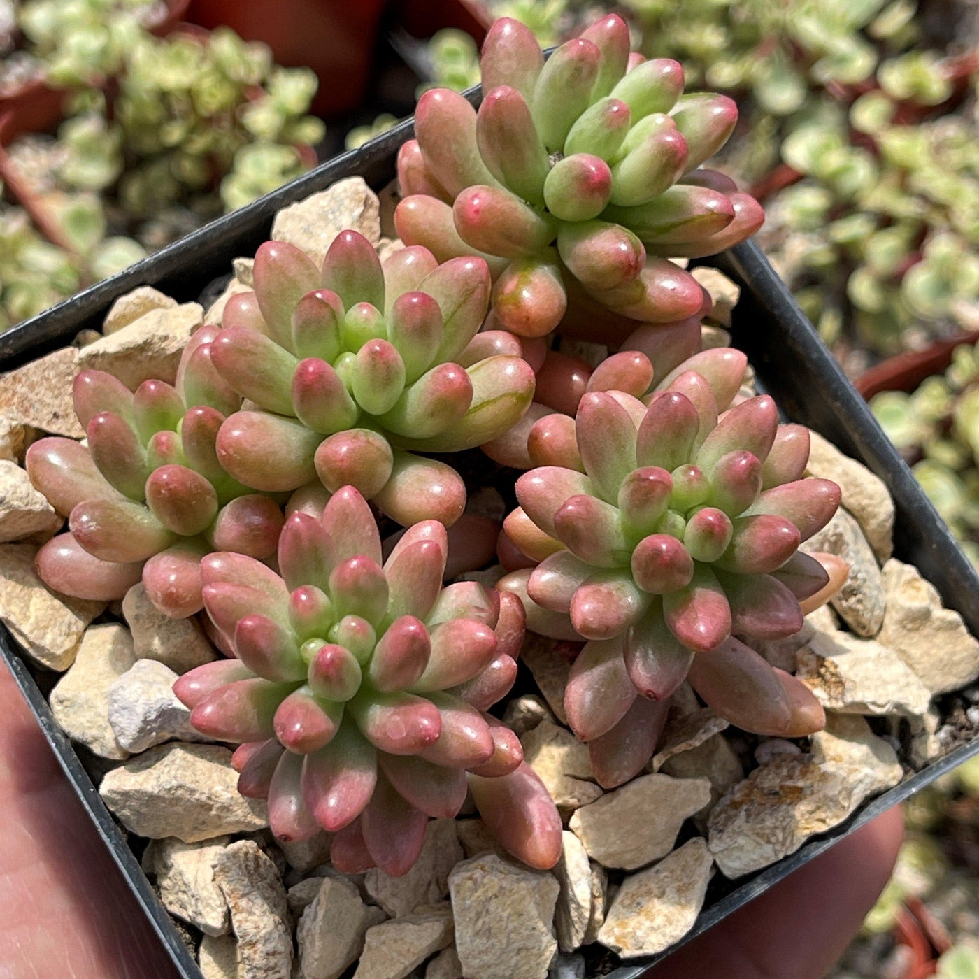 Sedum rubrotinctum Aurora Pink Jelly Bean