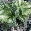 Faucaria tuberculosa soto