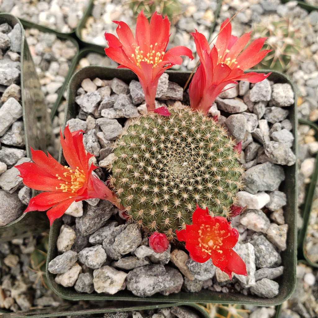 Rebutia minuscula