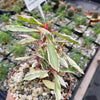 Euphorbia milii Crown of Thorns Variegated