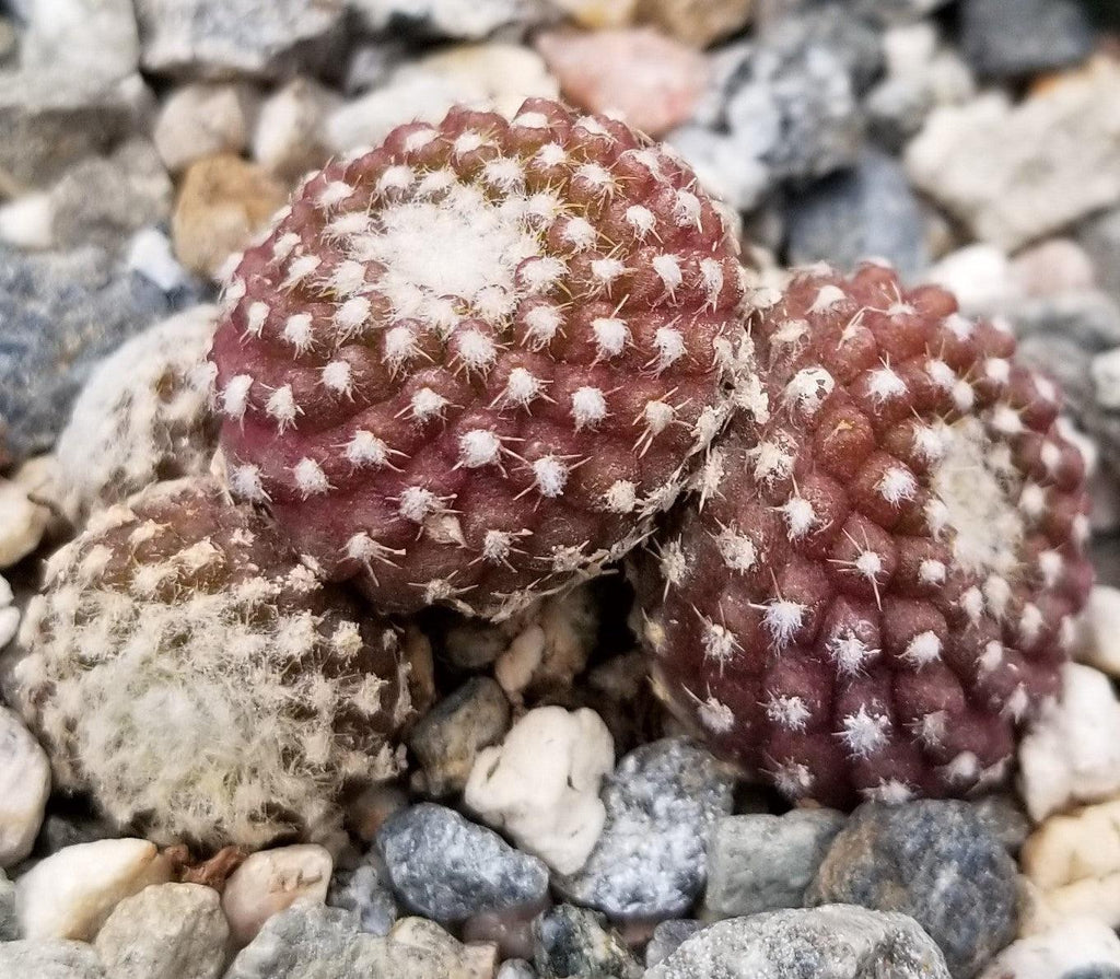 Copiapoa Laui
