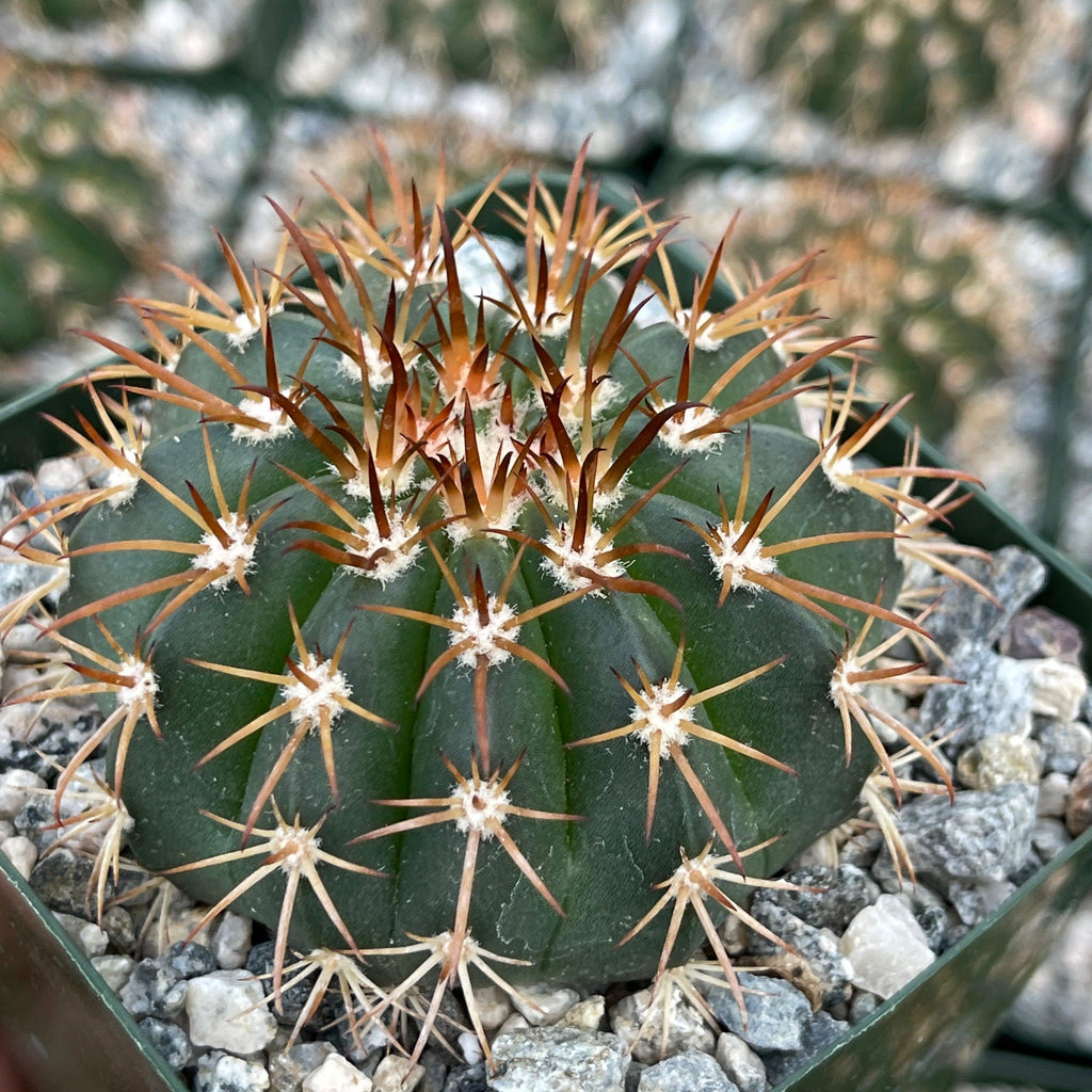 Melocactus conoideus