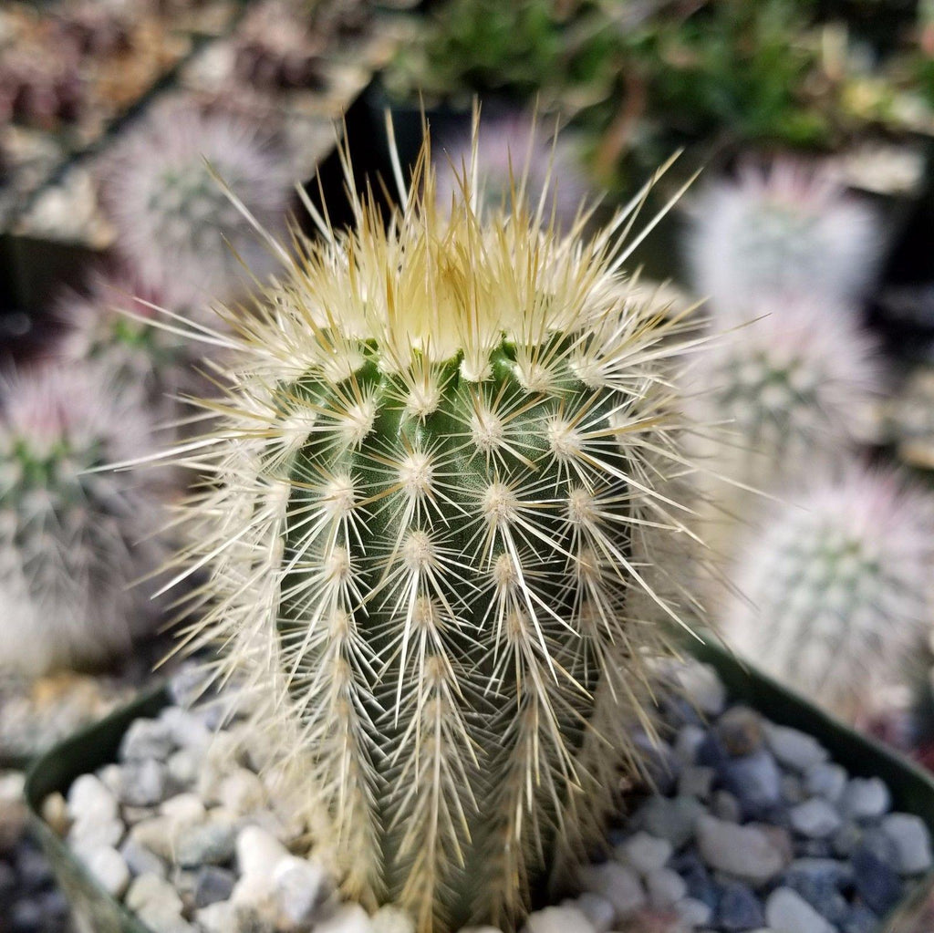 Echinocereus russanthus weedinii