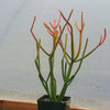 Pencil Cactus - Euphorbia tirucalli &