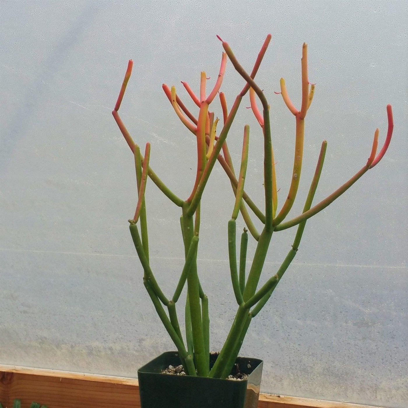 pencil cactus euphorbia tirucalli Buy 'Pencil Cactus - Euphorbia tirucalli Firesticks' Care and Growing Guide