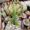 Devils Backbone Plant - Euphorbia tithymaloides