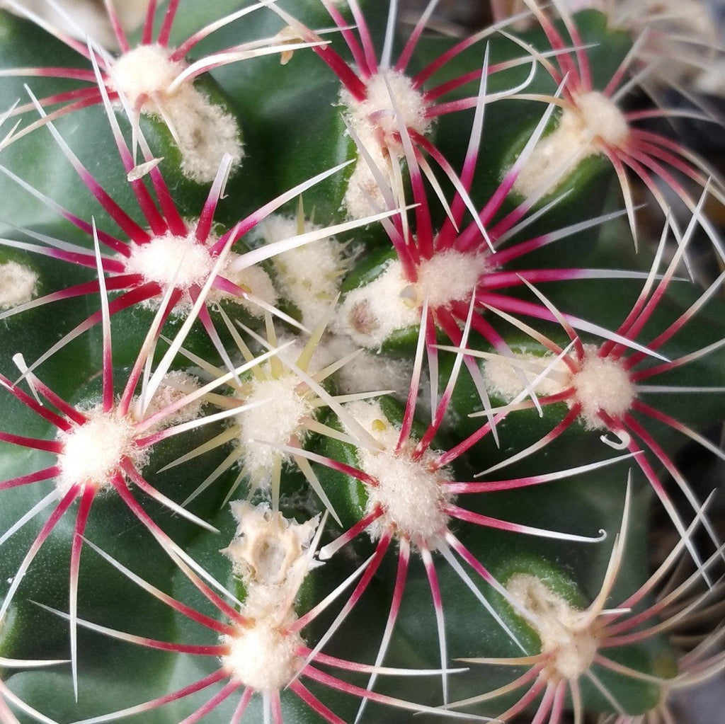 Thelocactus bicolor ssp. schwarzii
