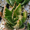 Golden Toothed Aloe - Aloe nobilis