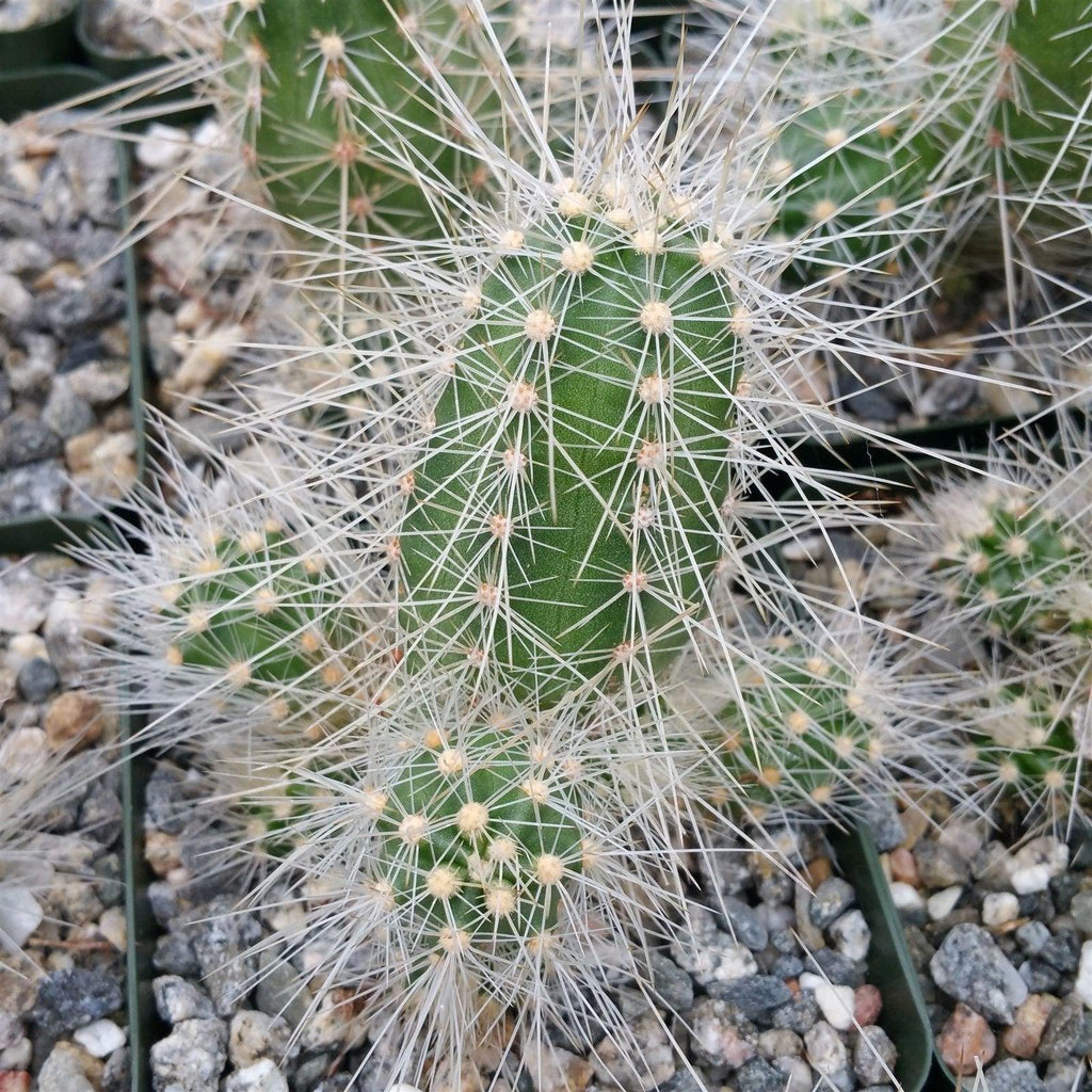 Echinocereus rayonensis