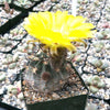 Acanthocalycium glaucum