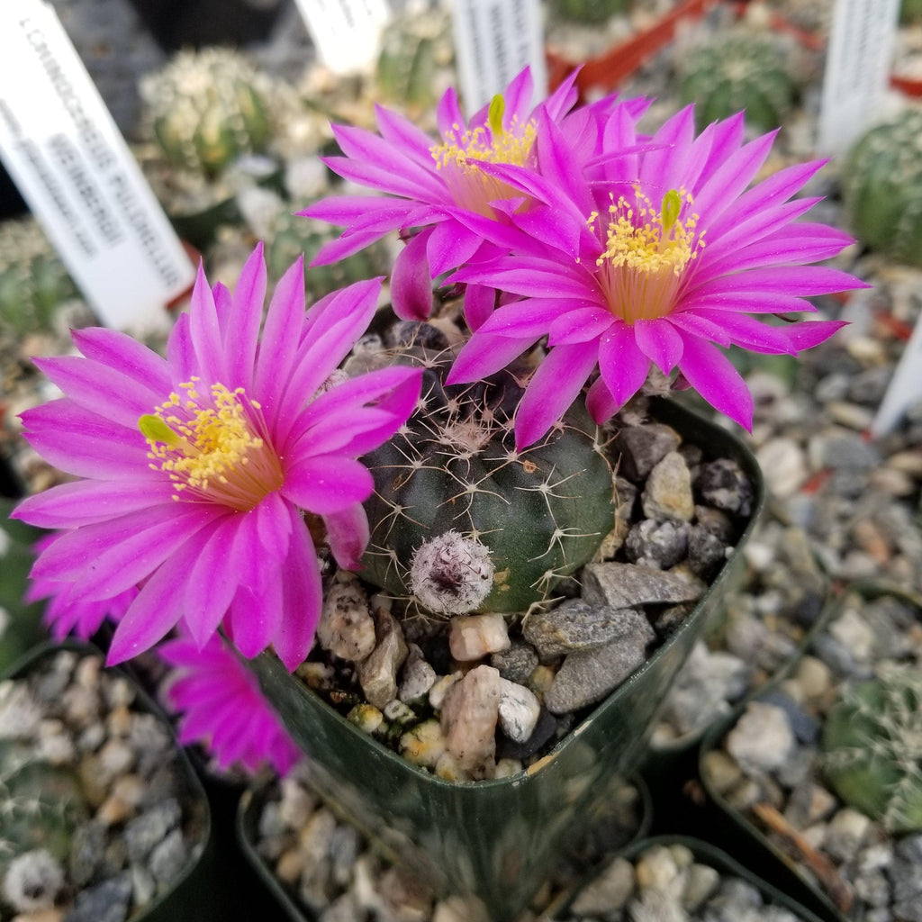 Echinocereus pulchellus weinbergii