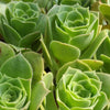 Aeonium gomerense