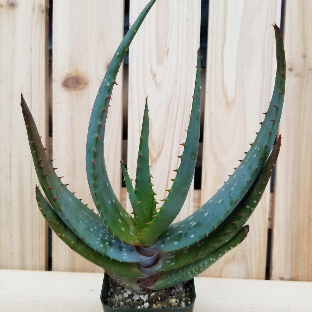 Aloe microstigma
